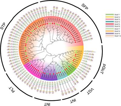 Comprehensive Analysis of Evolutionary Characterization and Expression for Monosaccharide Transporter Family Genes in Nelumbo nucifera